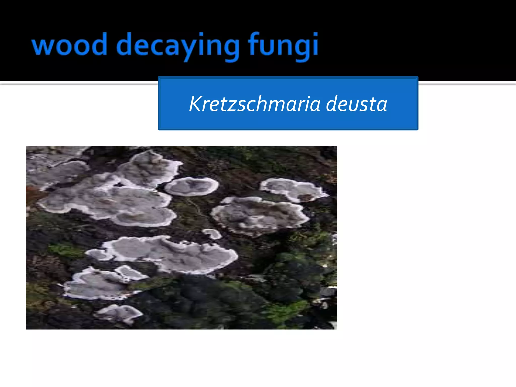 Kretzschmaria deusta