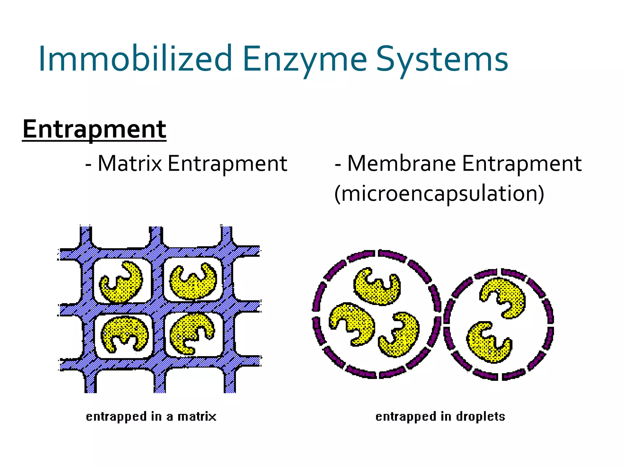 Immobilized Enzyme Systems
Entrapment
- Matrix Entrapment - Membrane Entrapment
(microencapsulation)