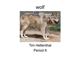 wolf Tim Hellenthal Period 8 