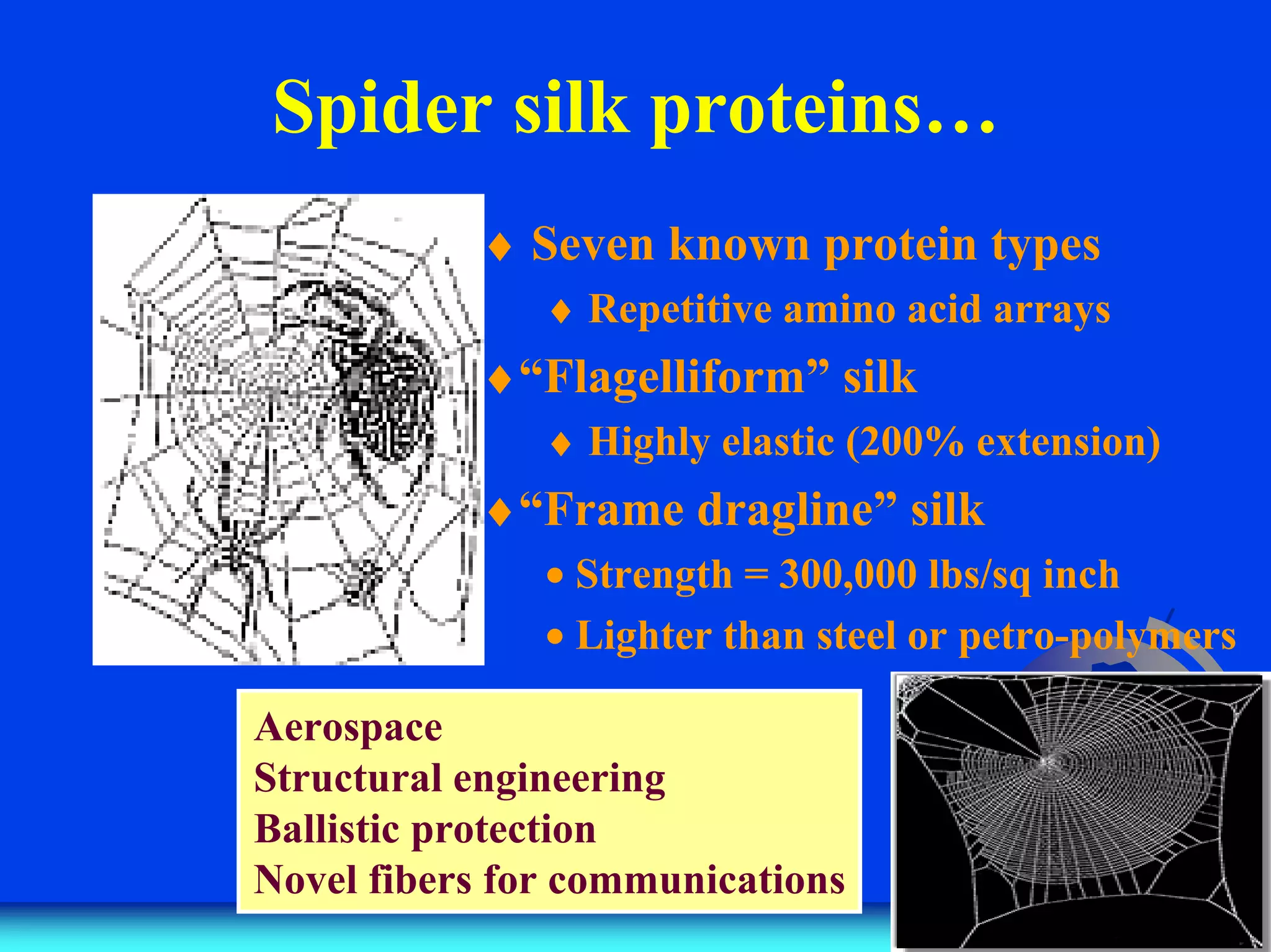 Spider silk proteins…
♦ Seven known protein types
♦ Repetitive amino acid arrays
♦“Flagelliform” silk
♦ Highly elastic (200% extension)
♦“Frame dragline” silk
• Strength = 300,000 lbs/sq inch
• Lighter than steel or petro-polymers
Aerospace
Structural engineering
Ballistic protection
Novel fibers for communications
 