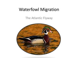 Waterfowl Migration  The Atlantic Flyway  