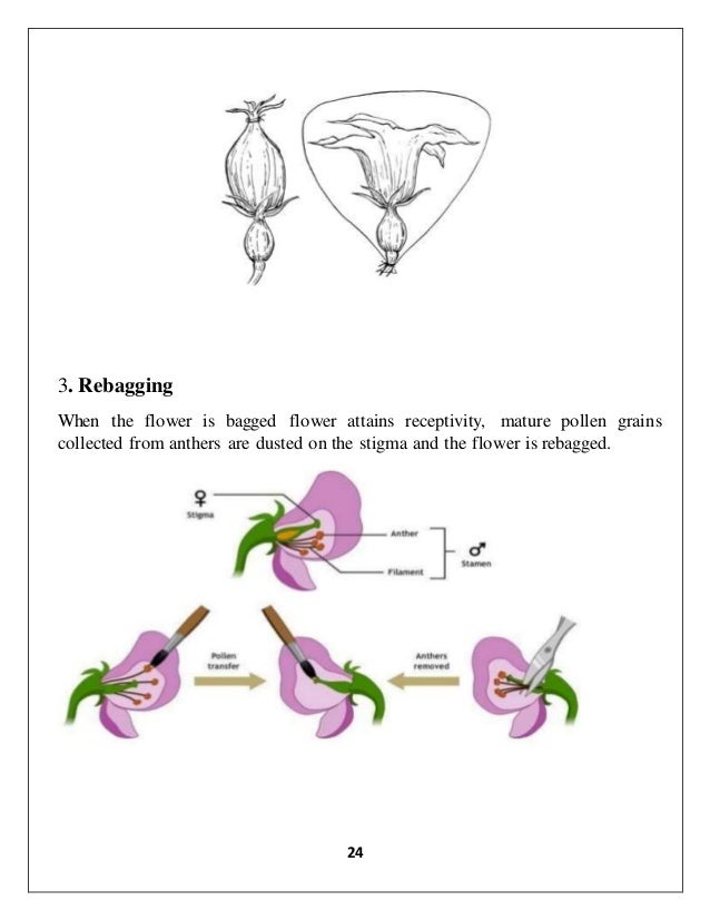 Biology Investigatory project on pollination of flowers