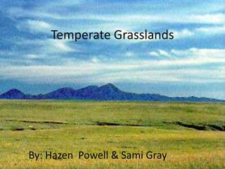 By: Hazen Powell and Sami Gray Temperate Grasslands By: Hazen  Powell & Sami Gray 