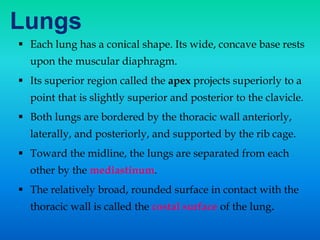 Lungs
 Each lung has a conical shape. Its wide, concave base rests
upon the muscular diaphragm.
 Its superior region called the apex projects superiorly to a
point that is slightly superior and posterior to the clavicle.
 Both lungs are bordered by the thoracic wall anteriorly,
laterally, and posteriorly, and supported by the rib cage.
 Toward the midline, the lungs are separated from each
other by the mediastinum.
 The relatively broad, rounded surface in contact with the
thoracic wall is called the costal surface of the lung.
 