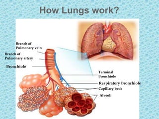 How Lungs work?
Branch of
Pulmonary vein
Branch of
Pulmonary artery
Bronchiole
Terminal
Bronchiole
Respiratory Bronchiole
Capillary beds
Alveoli
 
