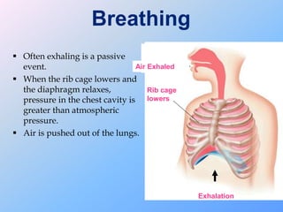 Breathing
 Often exhaling is a passive
event.
 When the rib cage lowers and
the diaphragm relaxes,
pressure in the chest cavity is
greater than atmospheric
pressure.
 Air is pushed out of the lungs.
Exhalation
Rib cage
lowers
Air Exhaled
 