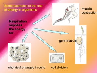 Respiration
supplies
the energy
for
muscle
contraction
germination
cell divisionchemical changes in cells
Some examples of the use
of energy in organisms
 
