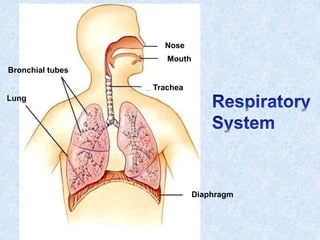 Lung
Bronchial tubes
Nose
Mouth
Trachea
Diaphragm
 