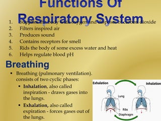 1. Supplies the body with oxygen and disposes of carbon dioxide
2. Filters inspired air
3. Produces sound
4. Contains receptors for smell
5. Rids the body of some excess water and heat
6. Helps regulate blood pH
Breathing
 Breathing (pulmonary ventilation).
consists of two cyclic phases:
 Inhalation, also called
inspiration - draws gases into
the lungs.
 Exhalation, also called
expiration - forces gases out of
the lungs.
 