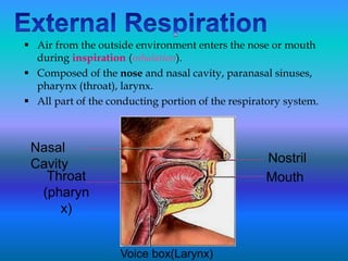  Air from the outside environment enters the nose or mouth
during inspiration (inhalation).
 Composed of the nose and nasal cavity, paranasal sinuses,
pharynx (throat), larynx.
 All part of the conducting portion of the respiratory system.
Nostril
Mouth
Nasal
Cavity
Throat
(pharyn
x)
Voice box(Larynx)
 