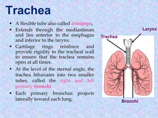 Trachea
 A flexible tube also called windpipe.
 Extends through the mediastinum
and lies anterior to the esophagus
and inferior to the larynx.
 Cartilage rings reinforce and
provide rigidity to the tracheal wall
to ensure that the trachea remains
open at all times.
 At the level of the sternal angle, the
trachea bifurcates into two smaller
tubes, called the right and left
primary bronchi.
 Each primary bronchus projects
laterally toward each lung.
Trachea
Bronchi
Larynx
 