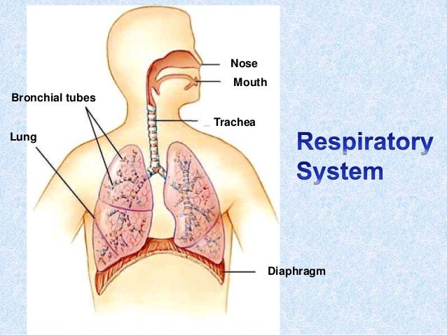 Biology Repsiration tenth class ppt inhalation and exhalation diagram 