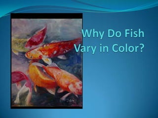 Why Do Fish Vary in Color? 