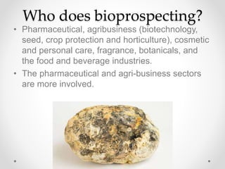 Who does bioprospecting?
• Pharmaceutical, agribusiness (biotechnology,
seed, crop protection and horticulture), cosmetic
and personal care, fragrance, botanicals, and
the food and beverage industries.
• The pharmaceutical and agri-business sectors
are more involved.
 