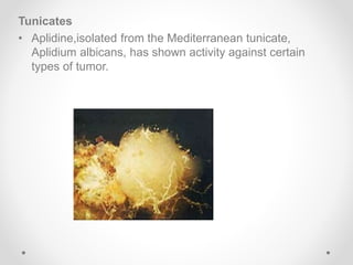 Tunicates
• Aplidine,isolated from the Mediterranean tunicate,
Aplidium albicans, has shown activity against certain
types of tumor.
 