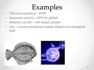 Examples
• Thermus aquaticus – PCR
• Aequorea victoria – GFP for glofish
• Antarctic ice fish – anti freeze protein
• LAL - Limulus amebocyte lysate (Rapid microbiological
test)
 