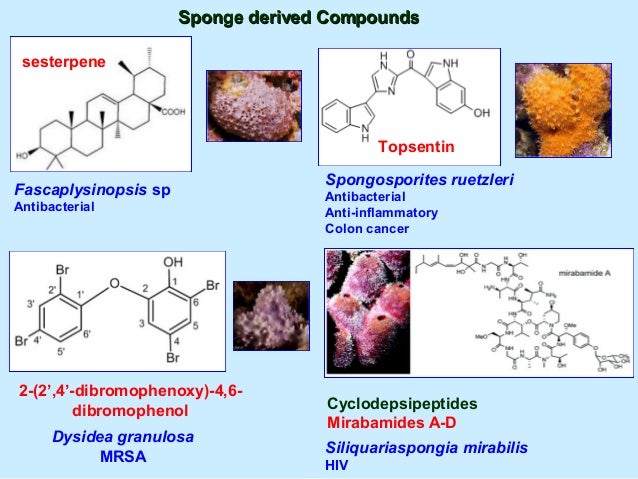 Natural Sea Sponge Curing Natural Sea Sponge Curing