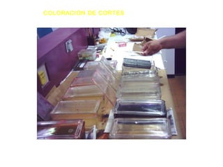 COLORACION DE CORTES
 