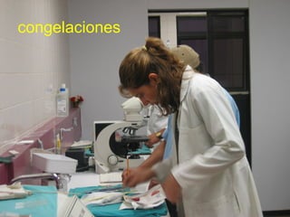 congelaciones
 