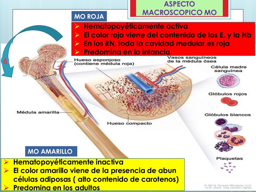 Biopsia coloraciones y aspiracion de medula osea Biopsia coloraciones y aspiracion de medula osea