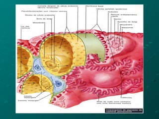 Biopsia Riñon Biopsia renal | PPT