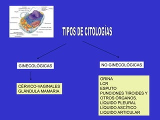 GINECOLÓGICAS NO GINECOLÓGICAS
CÉRVICO-VAGINALES
GLÁNDULA MAMARIA
ORINA
LCR
ESPUTO
PUNCIONES TIROIDES Y
OTROS ÓRGANOS.
LÍQUIDO PLEURAL
LÍQUIDO ASCÍTICO
LIQUIDO ARTICULAR
 