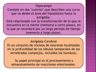 Hipocampo
Consiste en dos "cuernos" que describen una curva
que va desde el área del hipotálamo hasta la
amígdala.
Está relacionado con la transformación de lo que se
encuentra en la mente (memoria a corto plazo), en
lo que se recordará por un largo período de tiempo
(memoria a largo plazo).
Amígdala Cerebral
Es un conjunto de núcleos de neuronas localizadas
en la profundidad de los lóbulos temporales de los
vertebrados complejos, incluidos los humanos.
Su papel principal es el procesamiento y
almacenamiento de reacciones emocionales.
 