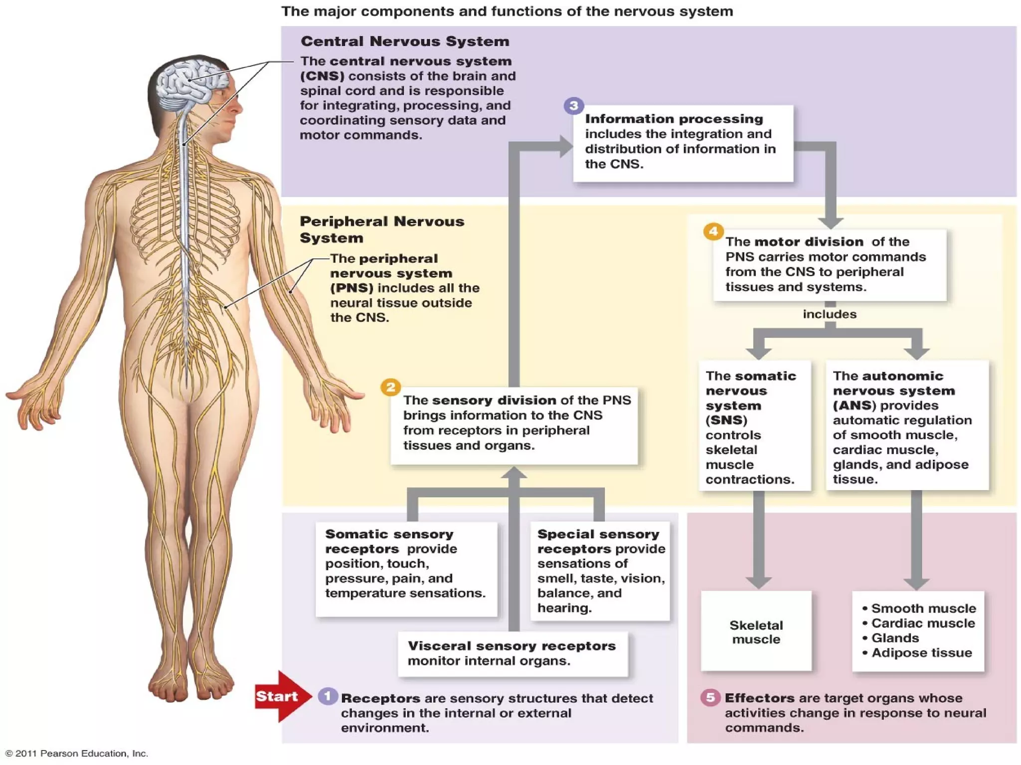 Neural Pathways Function Neural Pathway | PPT