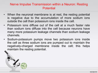 • When the neuronal membrane is at rest, the resting potential
is negative due to the accumulation of more sodium ions
outside the cell than potassium ions inside the cell.
• Potassium ions diffuse out of the cell at a much faster rate
than sodium ions diffuse into the cell because neurons have
many more potassium leakage channels than sodium leakage
channels.
• Sodium-potassium pumps move two potassium ions inside
the cell as three sodium ions are pumped out to maintain the
negatively-charged membrane inside the cell; this helps
maintain the resting potential.
Nerve Impulse Transmission within a Neuron: Resting
Potential
 