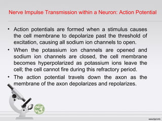 • Action potentials are formed when a stimulus causes
the cell membrane to depolarize past the threshold of
excitation, causing all sodium ion channels to open.
• When the potassium ion channels are opened and
sodium ion channels are closed, the cell membrane
becomes hyperpolarized as potassium ions leave the
cell; the cell cannot fire during this refractory period.
• The action potential travels down the axon as the
membrane of the axon depolarizes and repolarizes.
Nerve Impulse Transmission within a Neuron: Action Potential
 