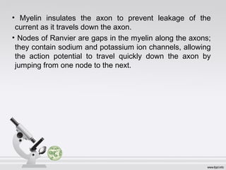 • Myelin insulates the axon to prevent leakage of the
current as it travels down the axon.
• Nodes of Ranvier are gaps in the myelin along the axons;
they contain sodium and potassium ion channels, allowing
the action potential to travel quickly down the axon by
jumping from one node to the next.
 