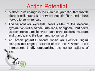 Action Potential
• A short-term change in the electrical potential that travels
along a cell, such as a nerve or muscle fiber, and allows
nerves to communicate.
• The neurons (or excitable nerve cells) of the nervous
system conduct electrical impulses, or signals, that serve
as communication between sensory receptors, muscles
and glands, and the brain and spinal cord.
• An action potential occurs when an electrical signal
disrupts the original balance of Na+
and K+
within a cell
membrane, briefly depolarizing the concentrations of
each.
 
