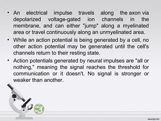 • An electrical impulse travels along the axon via
depolarized voltage-gated ion channels in the
membrane, and can either "jump" along a myelinated
area or travel continuously along an unmyelinated area.
• While an action potential is being generated by a cell, no
other action potential may be generated until the cell's
channels return to their resting state.
• Action potentials generated by neural impulses are "all or
nothing," meaning the signal reaches the threshold for
communication or it doesn't. No signal is stronger or
weaker than another.
 