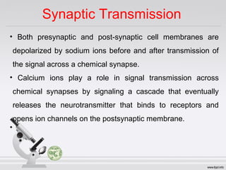 • Both presynaptic and post-synaptic cell membranes are
depolarized by sodium ions before and after transmission of
the signal across a chemical synapse.
• Calcium ions play a role in signal transmission across
chemical synapses by signaling a cascade that eventually
releases the neurotransmitter that binds to receptors and
opens ion channels on the postsynaptic membrane.
•
Synaptic Transmission
 