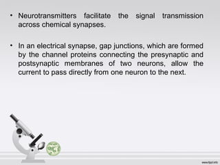 • Neurotransmitters facilitate the signal transmission
across chemical synapses.
• In an electrical synapse, gap junctions, which are formed
by the channel proteins connecting the presynaptic and
postsynaptic membranes of two neurons, allow the
current to pass directly from one neuron to the next.
 