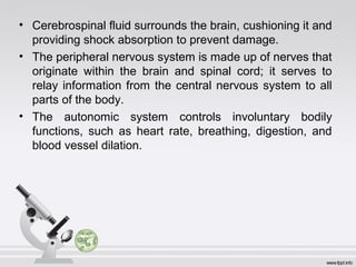 • Cerebrospinal fluid surrounds the brain, cushioning it and
providing shock absorption to prevent damage.
• The peripheral nervous system is made up of nerves that
originate within the brain and spinal cord; it serves to
relay information from the central nervous system to all
parts of the body.
• The autonomic system controls involuntary bodily
functions, such as heart rate, breathing, digestion, and
blood vessel dilation.
 