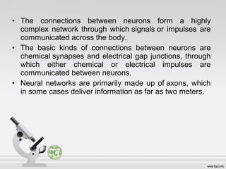 • The connections between neurons form a highly
complex network through which signals or impulses are
communicated across the body.
• The basic kinds of connections between neurons are
chemical synapses and electrical gap junctions, through
which either chemical or electrical impulses are
communicated between neurons.
• Neural networks are primarily made up of axons, which
in some cases deliver information as far as two meters.
 