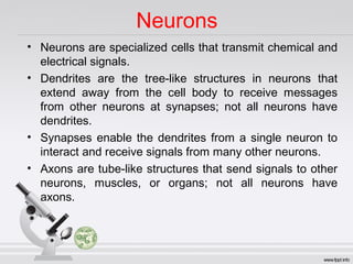Neurons
• Neurons are specialized cells that transmit chemical and
electrical signals.
• Dendrites are the tree-like structures in neurons that
extend away from the cell body to receive messages
from other neurons at synapses; not all neurons have
dendrites.
• Synapses enable the dendrites from a single neuron to
interact and receive signals from many other neurons.
• Axons are tube-like structures that send signals to other
neurons, muscles, or organs; not all neurons have
axons.
 