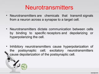 Neurotransmitters
• Neurotransmitters are  chemicals  that  transmit signals 
from a neuron across a synapse to a target cell.
• Neurotransmitters  dictate  communication  between  cells 
by  binding  to  specific receptors and  depolarizing  or 
hyperpolarizing the cell.
• Inhibitory  neurotransmitters  cause  hyperpolarization  of 
the  postsynaptic  cell;  excitatory  neurotransmitters 
cause depolarization of the postsynaptic cell.
 
