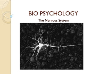 BIO PSYCHOLOGY
  The Nervous System
 