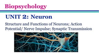 Comprehensive Overview of Neuron Structure, Function, and Communication ...