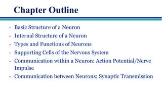 Comprehensive Overview of Neuron Structure, Function, and Communication ...