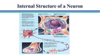 Comprehensive Overview of Neuron Structure, Function, and Communication ...