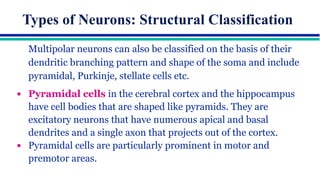 Comprehensive Overview of Neuron Structure, Function, and Communication ...