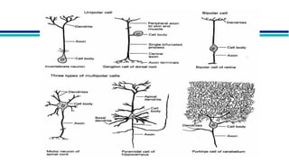Comprehensive Overview of Neuron Structure, Function, and Communication ...