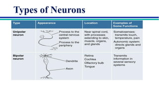 Comprehensive Overview of Neuron Structure, Function, and Communication ...