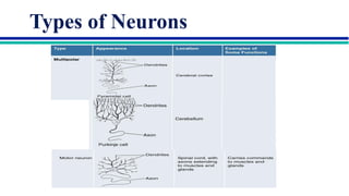 Comprehensive Overview of Neuron Structure, Function, and Communication ...