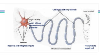 Comprehensive Overview of Neuron Structure, Function, and Communication ...