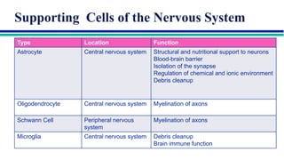 Comprehensive Overview of Neuron Structure, Function, and Communication ...