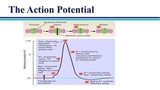 Comprehensive Overview of Neuron Structure, Function, and Communication ...